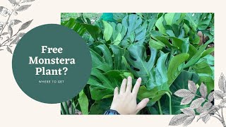 MONSTERA for FREE ? Saan makakakuha