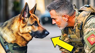 Military German Shepherd Doesn't Recognize Veteran, But Then THIS Happened!