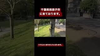 【速報版】千葉県我孫子市に来ております #shorts #散歩 #我孫子市