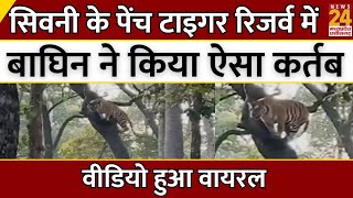 MP: Seoni के Pench Tiger Reserve में बाघिन ने किया ऐसा कर्तब, Video हुआ Viral | Latest | Trending