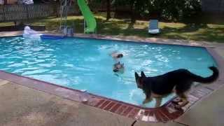 German Shepherd Saving drowning man