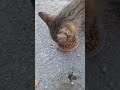 Çocuk insanlar korkunç pazartesi kediler catsvideo asmr katze dua destek keşfet merhamet