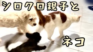 【ボリビアより】白黒な親子と猫の散歩