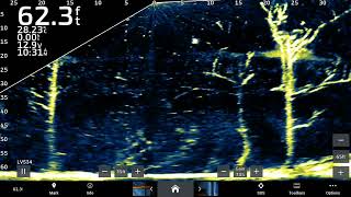 Garmin Livescope Lvs 34  Fwd view in 62 feet of water large barramundi