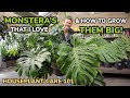 BEST Monstera & Growing Them BIG! Monstera Care Light, Repotting, Soil, Water - Houseplant Care 101