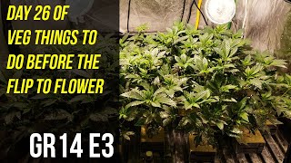 Day 26 of Veg Things To Do Before The Flip To Flower - GR14 E3