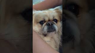 Pekingese | Love at first sight