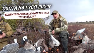 Охота на гуся 2024г. Удивительная весенняя погода. Трофей взят.