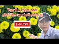 vạn thọ chậm phát triển nên tưới phân gì - huỳnh thủy tinh vlog