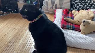 ぽんちゃん ニコ生 ぽんちゃん ニコ生