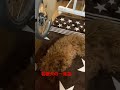 看板犬の一発芸！　 dog 新潟 cutedog puppy poodle 鍼灸院 cute