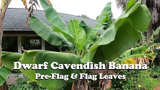 Dwarf Cavendish Banana | Pre-Flag \u0026 Flag Leaves