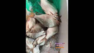 ປານ້ຳຂອງ ปลาแม่น้ำโขง Mekong fish