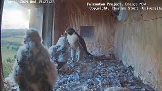 FalconCam Project - Sokoły - Xavier \u0026 Diamond \u0026 Yira 🐥🌹🍀i Garram 🐥🌹🍀- Kolacja Orange Australia