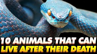 TOP 10 ANIMALS THAT CAN LIVE AFTER THEIR DEATHS 2021