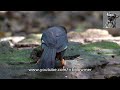 chestnut hooded laughingthrush borneo