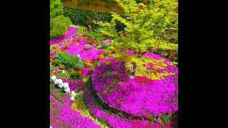 【永代供養墓】春の芝桜庭園樹木葬