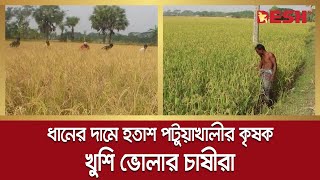 আমন ধানের দামে হতাশ পটুয়াখালীর কৃষক, খুশি ভোলার চাষীরা | Patuakhali Aman Rice | Bhola Aman Paddy