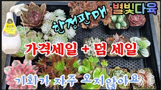 2024년2월22일 #별빛다육 #succulent #多肉植物 #대박실속세트#가격세일#덤세일#한정판매