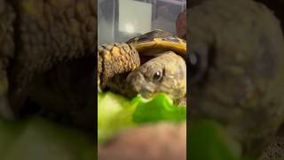 食べられるきゅうりの気持ちを味わってみよう〜〜〜　#turtle #リクガメ #asmr #shorts