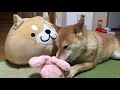 【柴犬どんぐり】 うさぎちゃんをシバく