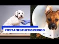 VET PHARMA 1 | Postanesthetic Period | Student Output