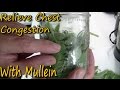 How To Make Mullein Tincture & It's Uses