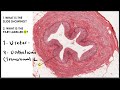 HISTOLOGY TRIAL TEST | SYSTEMS | DR BYSON EM🔥🩺