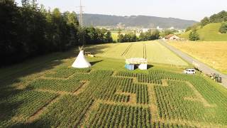 Auf dem Irrweg landen: Maislabyrinth Wettingen