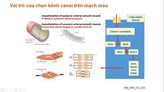 Cân nhắc điều trị tăng huyết áp trên người cao tuổi có bệnh tim mạch đồng mắc