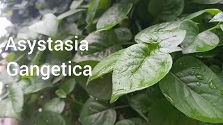 all about asystasia gangetica ||asystasia magenta ||China violate||creeper #gardeningwithnayoutuber