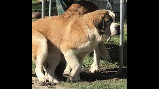 Saints enjoying the cooler weather #saint bernard puppies