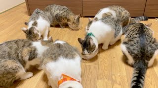 朝から食欲旺盛な猫の様子がこちら