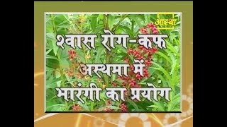 Ayurvedic Benefits of Clerodendrum Serratum (Bharangi) for Asthma | Acharya Balkrishna