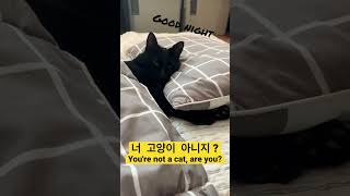 우리집에는 고양이 탈을 쓴 사람이 산다... You're not a cat, are you???