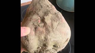 How to make sugar from sugar beets at home. Part 1