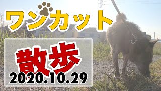 【葛飾区中川】犬の散歩ワンカット撮り(20201029)