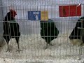 black german langshan bantam trio.