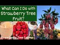 What Can I Do with Strawberry Tree Fruit? - SMOOTHIES! Strawberry Tree Leaf TEA!