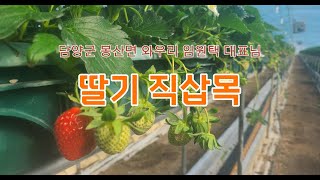 [생생뿌리] 담양군 봉산면 와우리 임원택 대표님 – 딸기 직삽목