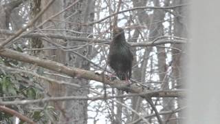 Starling mimics hawk