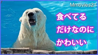 ニンジンを食べてるだけでかわいいホッキョクグマ ララ