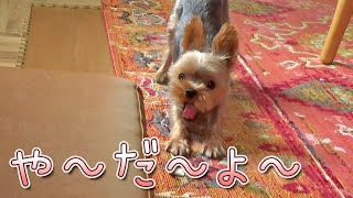 【ヨークシャテリア】マイペースなヨークシャテリア【Yorkshire Terrier】