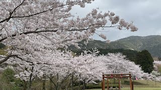 桜巡り🌸2023 Part2[福津市本木川自然公園 ほたるの里 ]