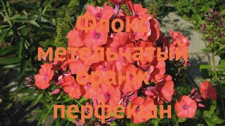 Флокс метельчатый (phlox panicle orange perfection) 🌿 обзор: как сажать, саженцы флокса