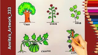 Plants Drawing | Type Of Plants drawing | Easy Tree, Shrub, Creeper, Climber Drawing