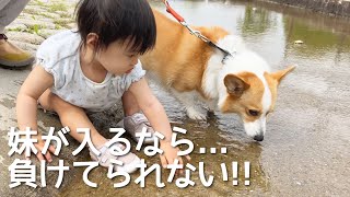 水が好きな妹と大嫌いなコーギーむぎ