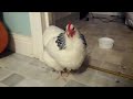 Sneezing Chicken (Omicron Corona Virus)