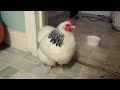 Sneezing Chicken (Omicron Corona Virus)