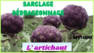 La culture de l'artichaut sarclage dédrageonnage Bretagne